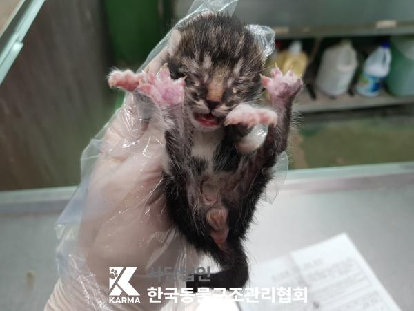 [고양이] 한국 고양이 서울-구로-2025-00063 유기동물 배경 이미지 입니다.